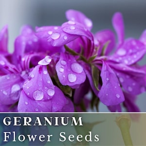 May include: Close-up of purple geranium flowers with water droplets on the petals.  GERANIUM Flower Seeds.