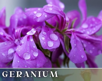 Può includere: Primo piano di fiori di geranio viola con gocce d'acqua sui petali.  GERANIUM Flower Seeds.