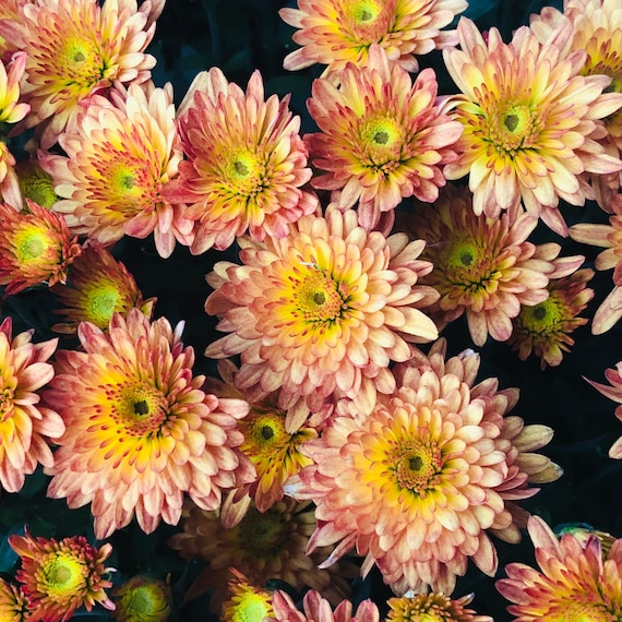 Strawberry Butter Mum Chrysanthemum Seeds 200+ Seeds Mum Flower, Flower  Seeds, Annual Seeds, Bulk Seeds, Wholesale
