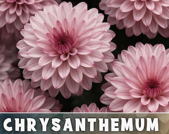 Sparkling Rose Mum Chrysanthemum Seeds 200+ Seeds Mum Flower, Flower Seeds, Annual Seeds, Bulk Seeds, Wholesale