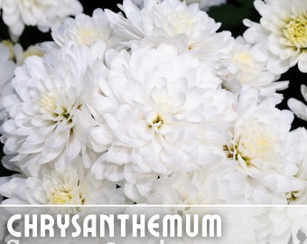 May include: Close-up of white chrysanthemum flowers. The flowers are in full bloom and have a delicate, soft texture.  Chrysanthemum flower seeds.