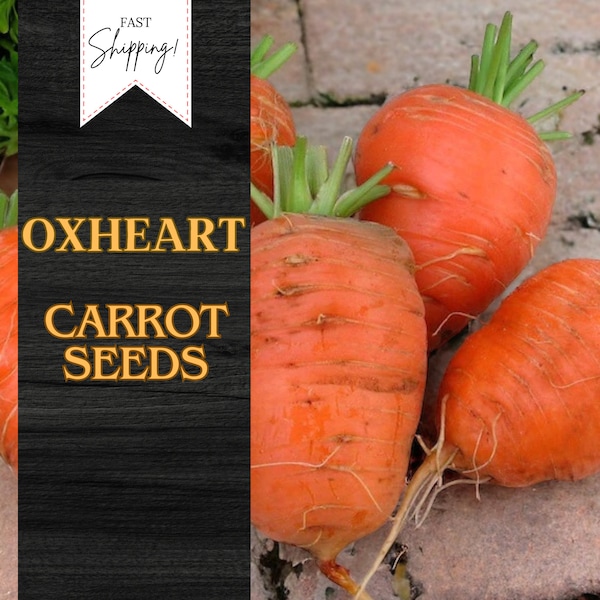 400+ Oxheart Carrot Seeds | USA Seller | Non-GMO