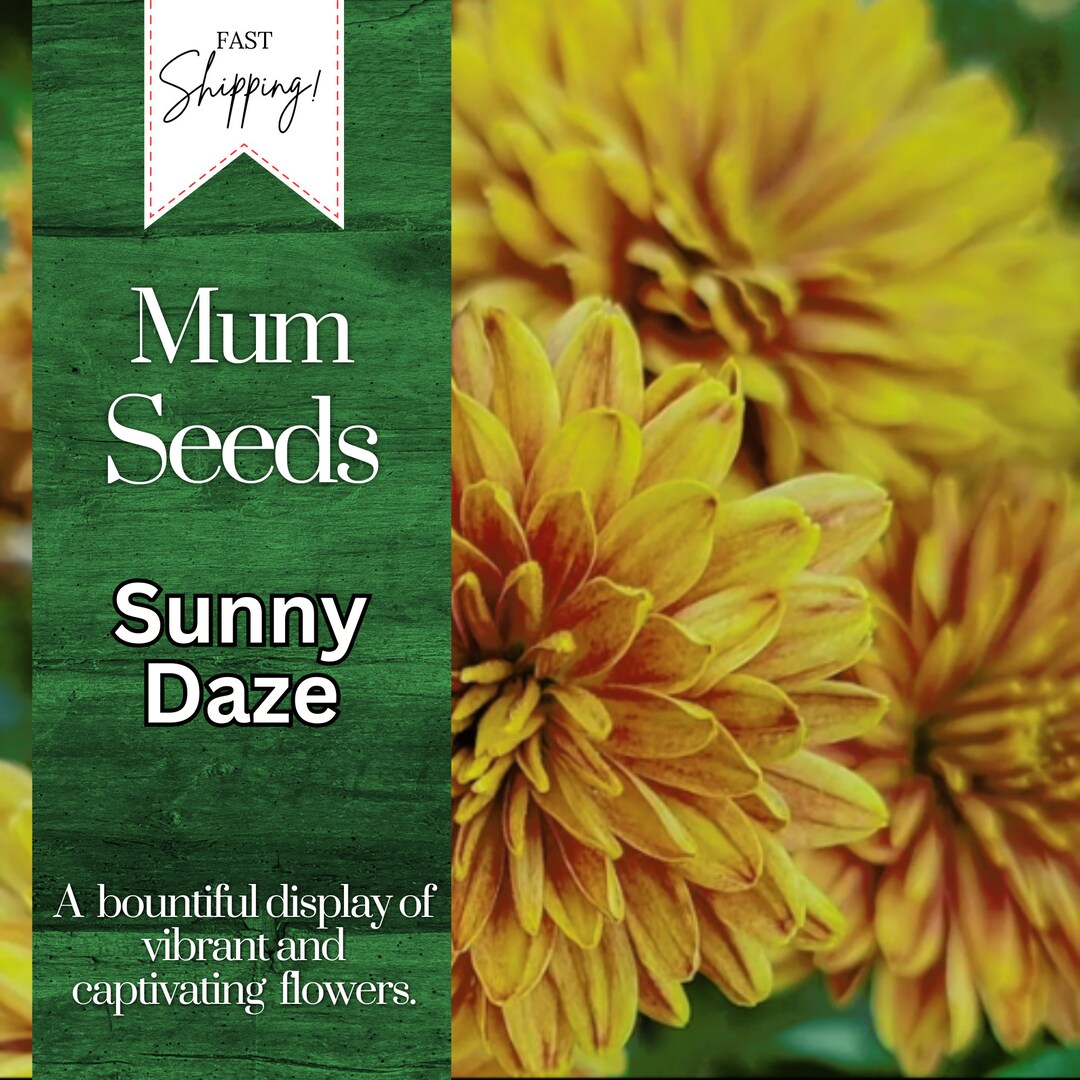 Sunny Daze Mum Chrysanthemum Seeds 200 Seeds Mum Flower, Flower Seeds