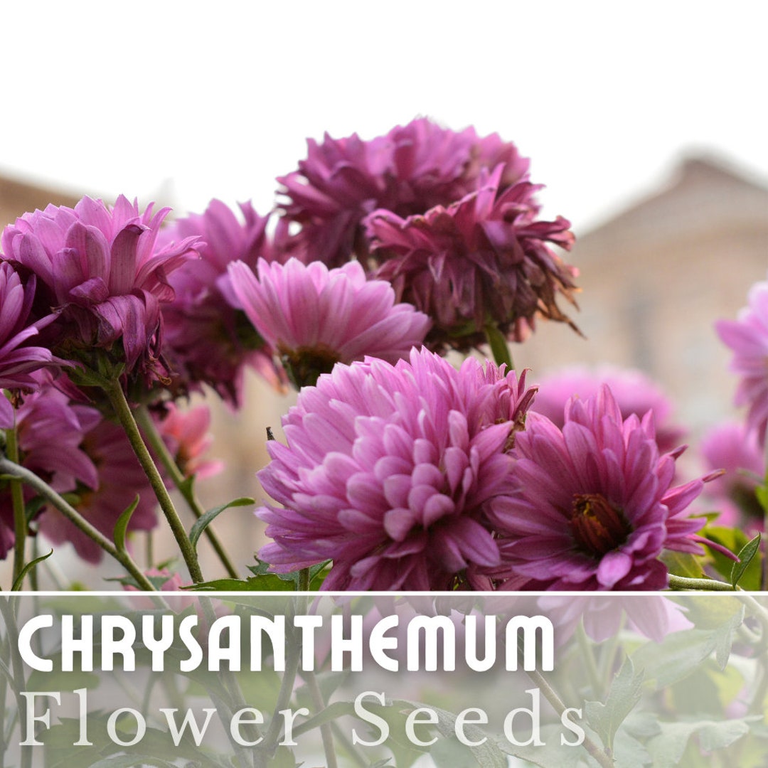 Mauve Bliss Mum Chrysanthemum Seeds 200 Seeds Mum Flower, Flower Seeds