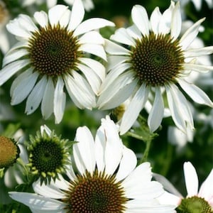 Pu&ograve; includere: Primo piano di echinacee bianche con centri marroni. I fiori hanno pi&ugrave; petali e sono in piena fioritura.