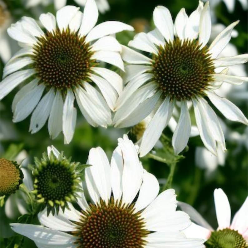 Pu&ograve; includere: Primo piano di echinacee bianche con centri marroni. I fiori hanno pi&ugrave; petali e sono in piena fioritura.