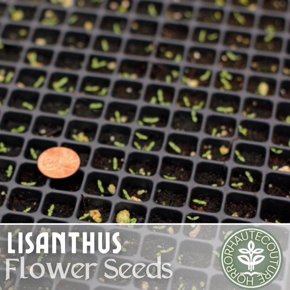 Lantis Seed Lisianthus Flower Seeds Seeds For Planting Canada 300PCS Mixed