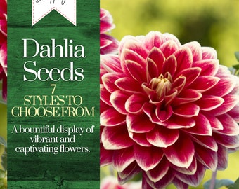 Dahlia Flower Seeds Heirloom Flower, Dahlia Seeds, Annual Seeds, Bulk Seeds, Wholesale Bouquet seeds - 35 Seeds