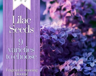 Lilac Seeds Flowers Perennial Flowers 35+ Seeds Fragrant and Stunning Early Spring Blooms