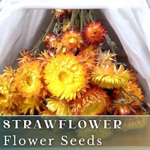Coral Quartz Strawflower Seeds 100+ Seeds, - Heirloom Seeds, Cut Flowers, Helichrysum Seeds, Non-GMO, Flower Seeds, Flower Seeds Bulk