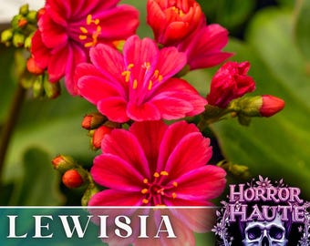 Ruby Lewisia Seeds 35+ Seeds Flower, Flower Seeds, Annual Seeds, Bulk Seeds Heirloom Seeds