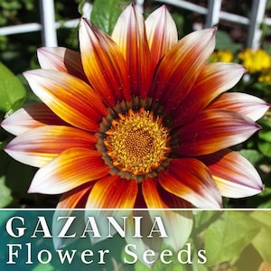May include: A close-up of a Gazania flower with vibrant colors. The petals transition from white tips to orange and red hues, surrounding a yellow center. The image includes the text "GAZANIA Flower Seeds".