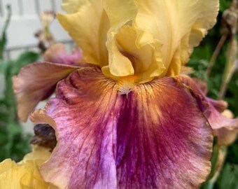 Coyote Ugly - Tall Bearded Iris Rhizome - Iris Plant, Bearded iris bulbs, Cleaned