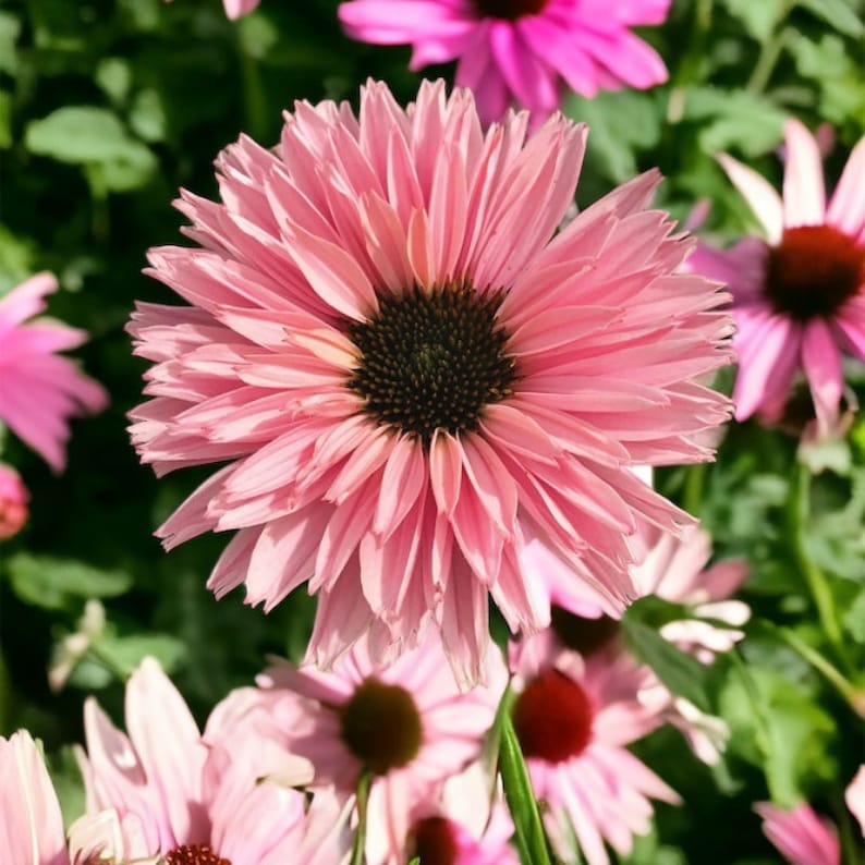 Pu&ograve; includere: Primo piano di un'echinacea rosa con un centro marrone scuro. Il fiore &egrave; a fuoco, mentre lo sfondo &egrave; sfocato.