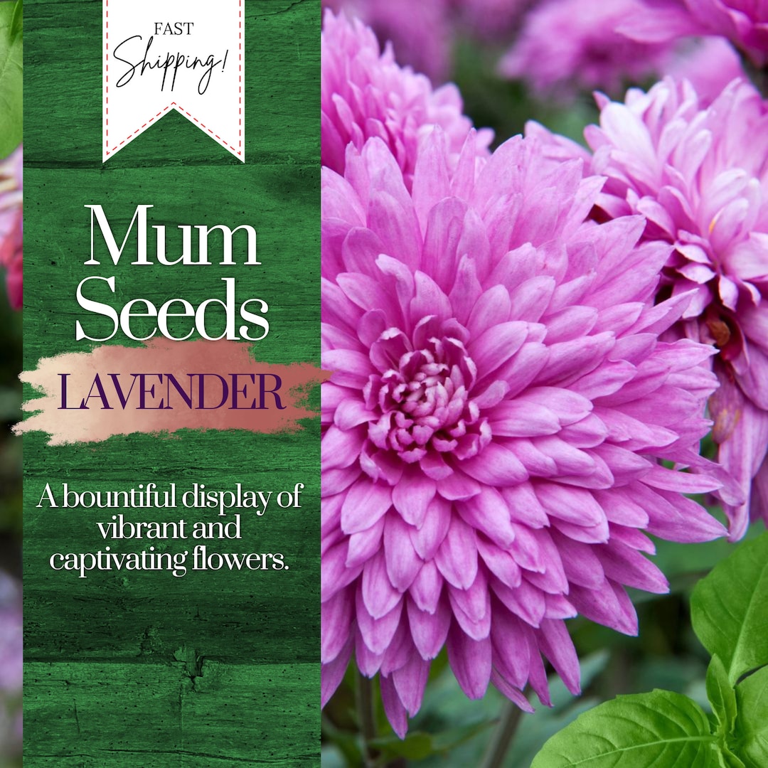 Lavender Mum Chrysanthemum Seeds 200 Seeds Mum Flower, Flower Seeds