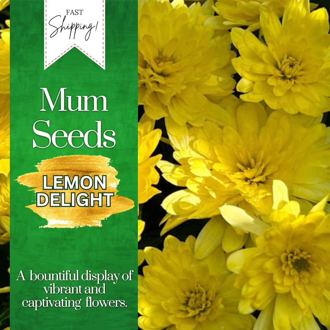 Lemon Delight Mum Chrysanthemum Seeds 200 Seeds Mum Flower, Flower
