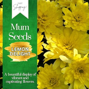 May include: A close-up of vibrant yellow mum flowers. The flowers are in full bloom and have a delicate, layered appearance. The image includes the text "Mum Seeds Lemon Delight" and "A bountiful display of vibrant and captivating flowers."
