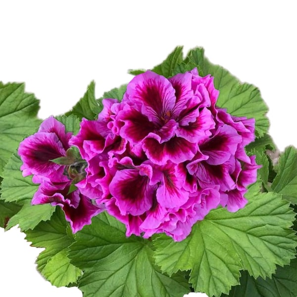 Packet Geranium Seeds - Fragrant - 100 Seeds Hardy Garden Bloom Flower Seed Flowers