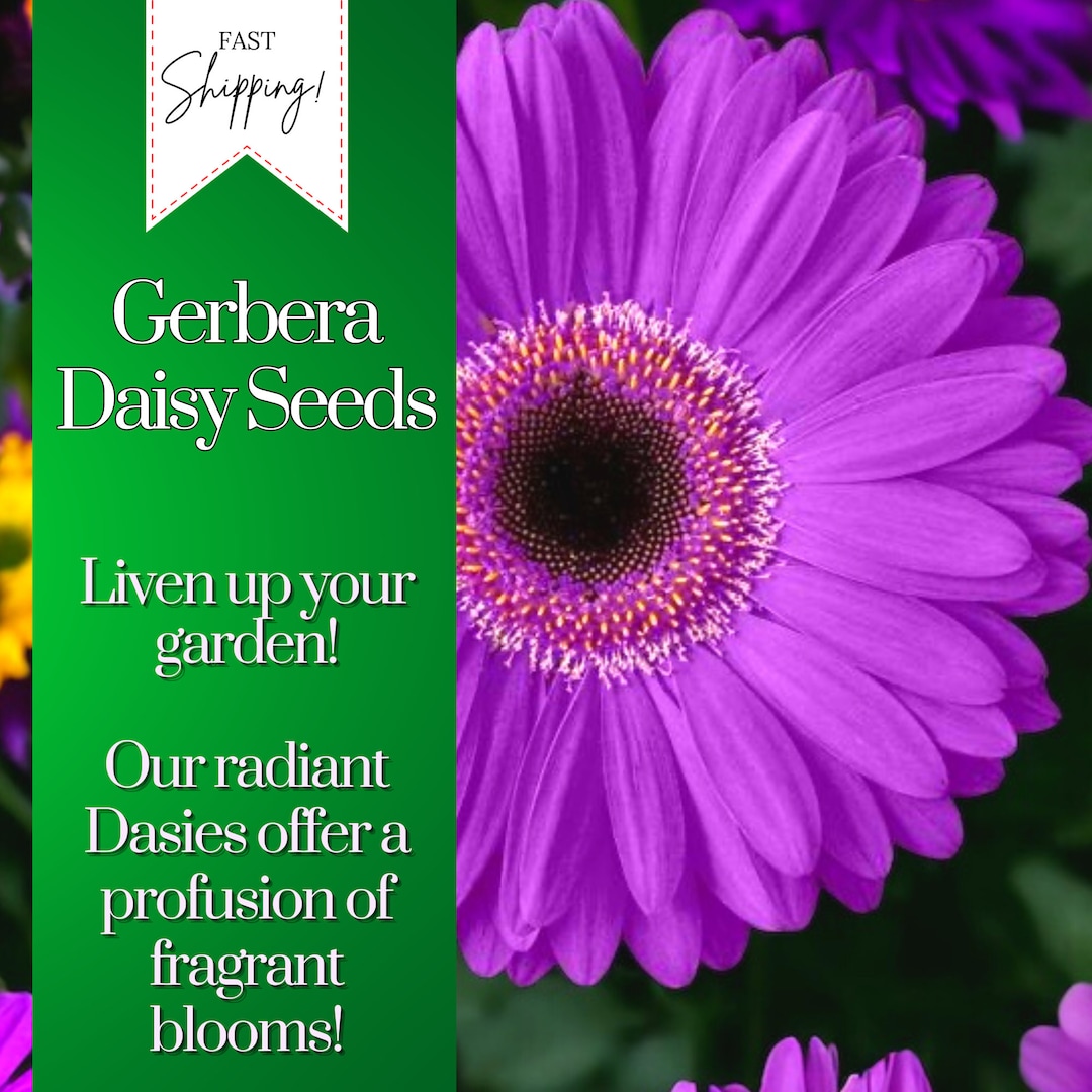Gerbera Daisy Seeds 50 Seeds Daisy Mum Flower, Flower Seeds, Annual