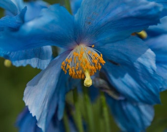 50-1000 Himalayan Blue Poppy Seeds, Himalayan Meconopsis Seeds - Rare And Beautiful