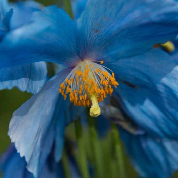 50-1000 Himalayan Blue Poppy Seeds, Himalayan Meconopsis Seeds - Rare And Beautiful