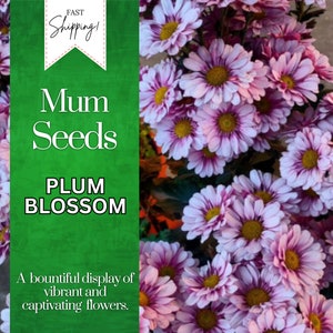 Plum Blossom Mum Chrysanthemum Seeds 200 Seeds Mum Flower, Flower Seeds, Annual Seeds, Bulk Seeds, Wholesale image 1