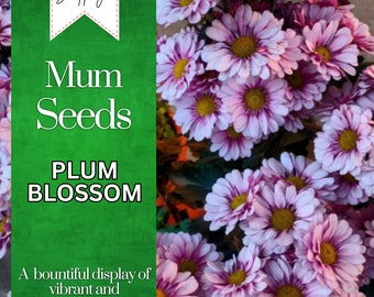 Plum Blossom Mum Chrysanthemum Seeds 200+ Seeds Mum Flower, Flower Seeds, Annual Seeds, Bulk Seeds, Wholesale