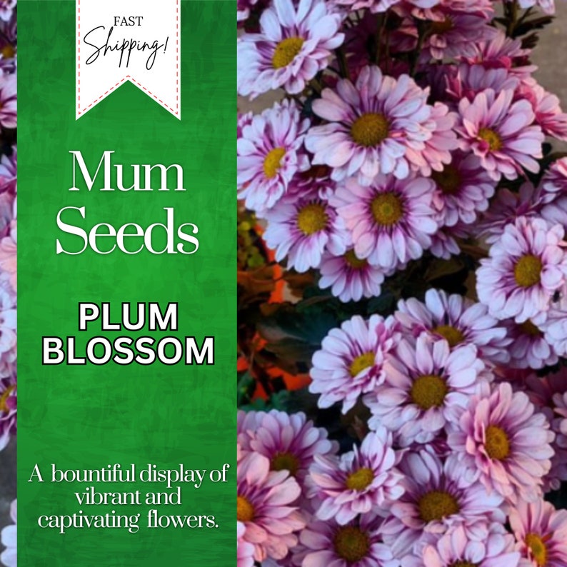 Plum Blossom Mum Chrysanthemum Seeds 200 Seeds Mum Flower, Flower Seeds, Annual Seeds, Bulk Seeds, Wholesale image 1