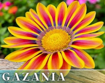 75+ Gazania Seeds -Radiant Flame- Fragrant - Fresh Flower Seeds Non GMO, Annual Seeds, Bulk Seeds, Wholesale