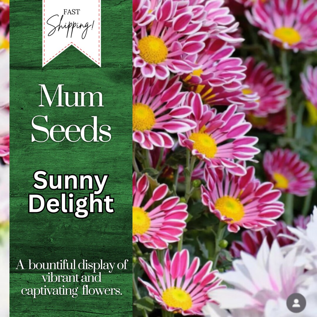 Sunny Delight Mum Chrysanthemum Seeds 200 Seeds Mum Flower, Flower