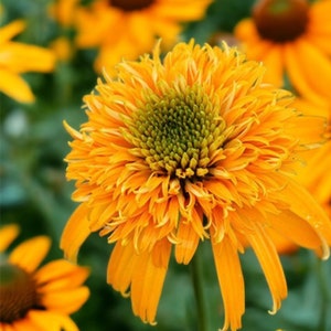 Pu&ograve; includere: Primo piano di un'echinacea arancione brillante con un centro verde. Il fiore ha molti petali che sono arricciati e increspati.