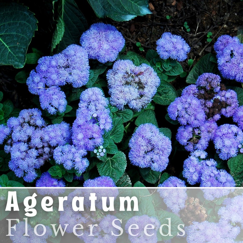 BookishAndBlossoms Ageratum Seeds