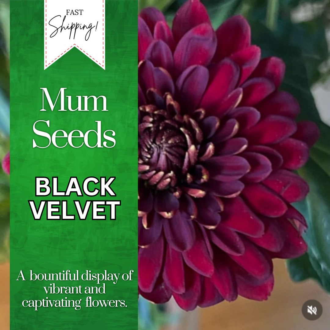 Black Velvet Mum Chrysanthemum Seeds 200 Seeds Mum Flower, Flower Seeds