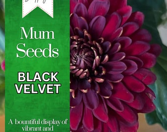 Black Velvet Mum Chrysanthemum Seeds 200+ Seeds Mum Flower, Flower Seeds, Annual Seeds, Bulk Seeds, Wholesale