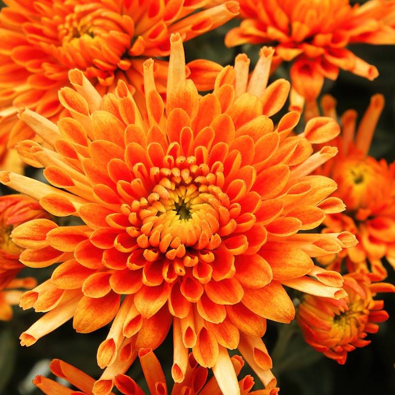 Citrus Glow Mum Chrysanthemum Seeds 200 Seeds Mum Flower, Flower Seeds