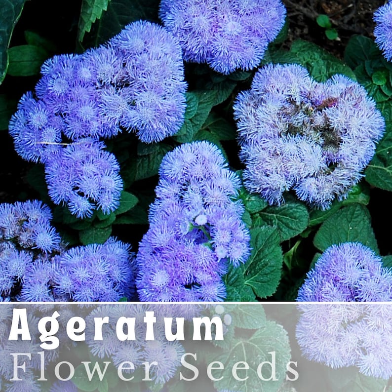 BookishAndBlossoms Ageratum Seeds - Thumbnail 2