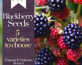 125+ Blackberry Seeds, USA Seller Free Shipping Fruit Seeds Fragrant