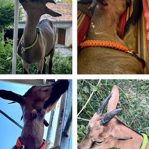 Goat Collar-Spring Snap