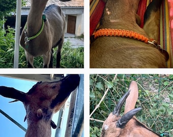 May include: Four goats wearing different colored collars. The goats are brown and white with black horns. The collars are green, orange, and red. The goats are in different settings, including a hammock, a fence, and a tree.