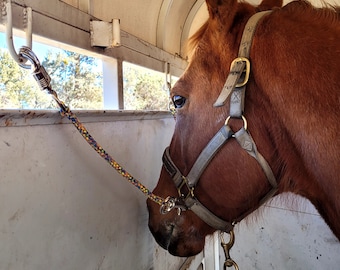 Puede incluir: Un caballo marrón con una cabezada gris y una cuerda de plomo negra mira por la ventana de un remolque para caballos.