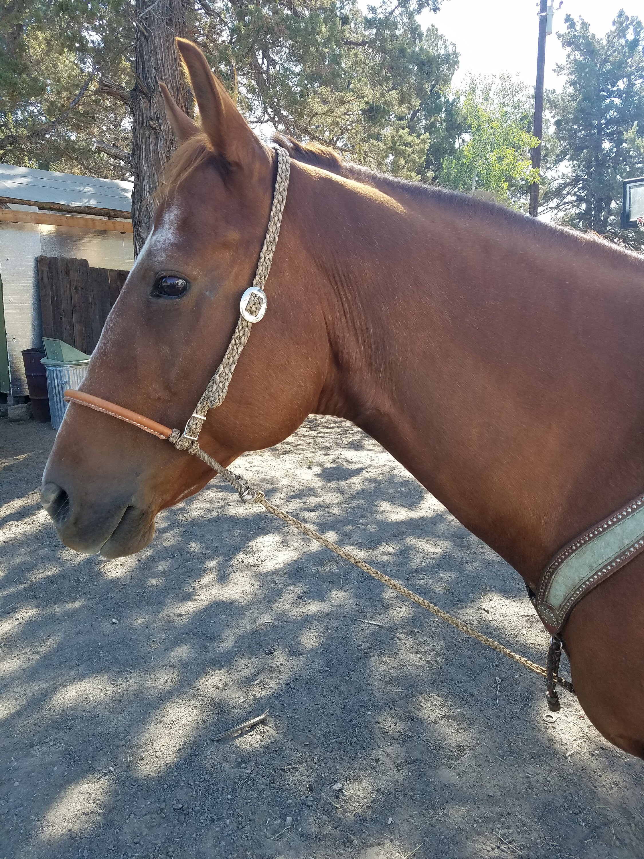 Paracord Tiedown Horse Tack Leather Covered Nylon Rope Etsy