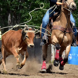 Rênes d&#39;équitation