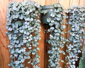 Ceropegia Woodii Plant Rosary Vine Plant Succulent Planter String Of Hearts Plant (Not Variegated) Hanging Vine Plant Succulent Vine Plant