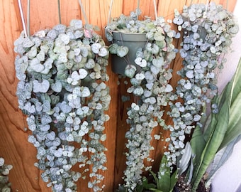String Of Hearts Plant (Not Variegated) Ceropegia Woodii Plant Rosary Vine Plant Succulent Planter Hanging Vine Plant Succulent Vine Plant