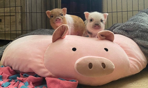 Piggy Poo and Crew Large Overstuffed Pig Pillow 33 X 10 Soft Plush
