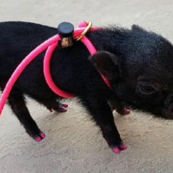 12-Foot Mini Pig Harness - Adjustable Harness & Leash for All Animals