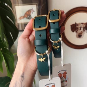 Modern Waterproof Biothane Dog Collar | All 17+ Colors | Solid Brass Hardware, Handmade in USA