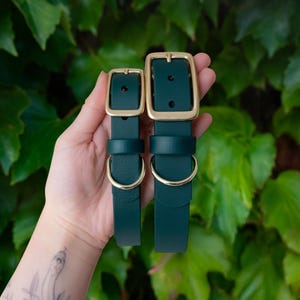 May include: Two dark forest green leather collars featuring gold-toned metal buckles, keepers, and D-rings. The collars are presented in two different widths, with the narrower collar on the left and the wider collar on the right side.