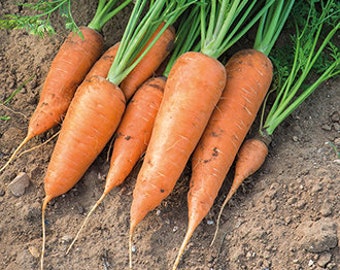May include: A bunch of fresh orange carrots with green leafy tops, harvested from the garden.