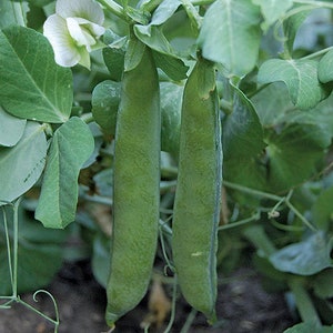 300 Green Arrow Pea Seeds - Bulk Heirloom Non-GMO Seeds - High Yield